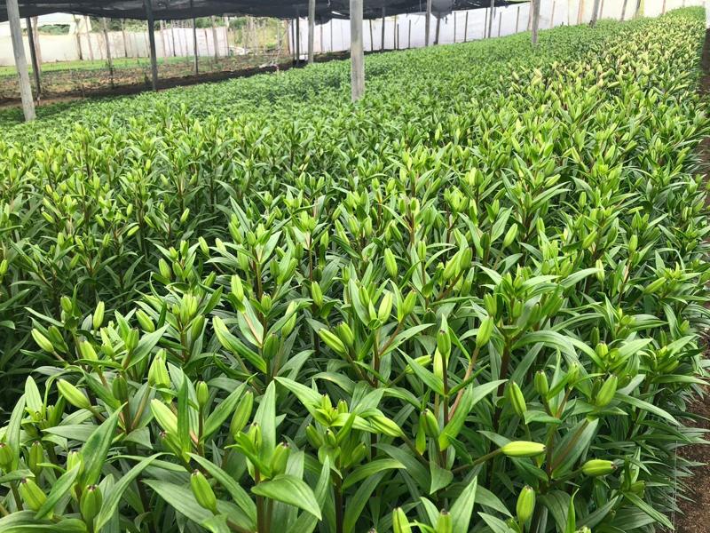 Lirios en el cultivo