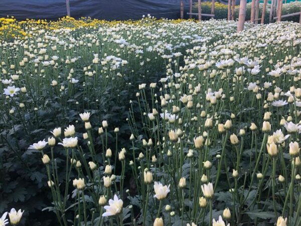 Margaritas blancas en el cultivo