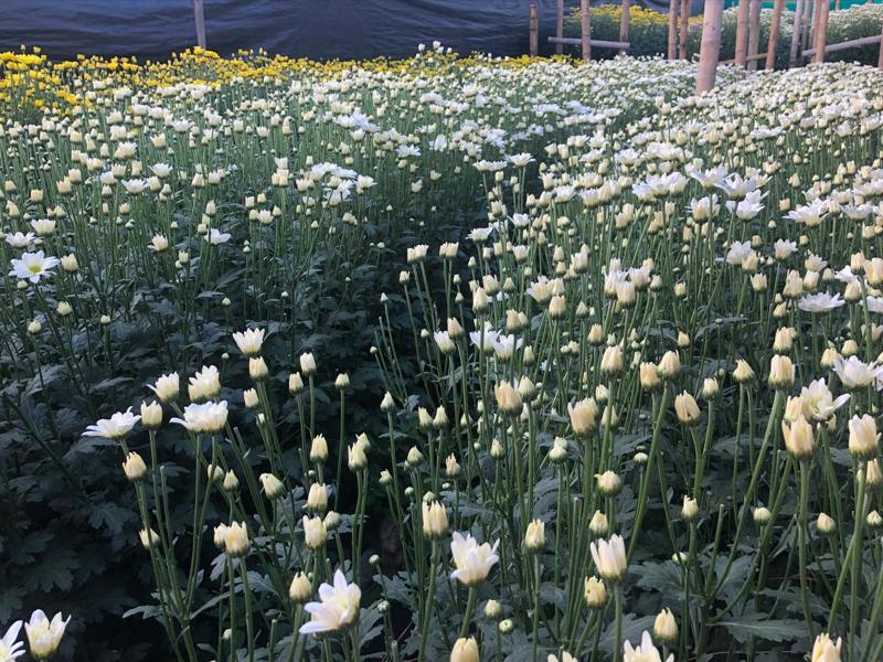 Margaritas blancas en el cultivo