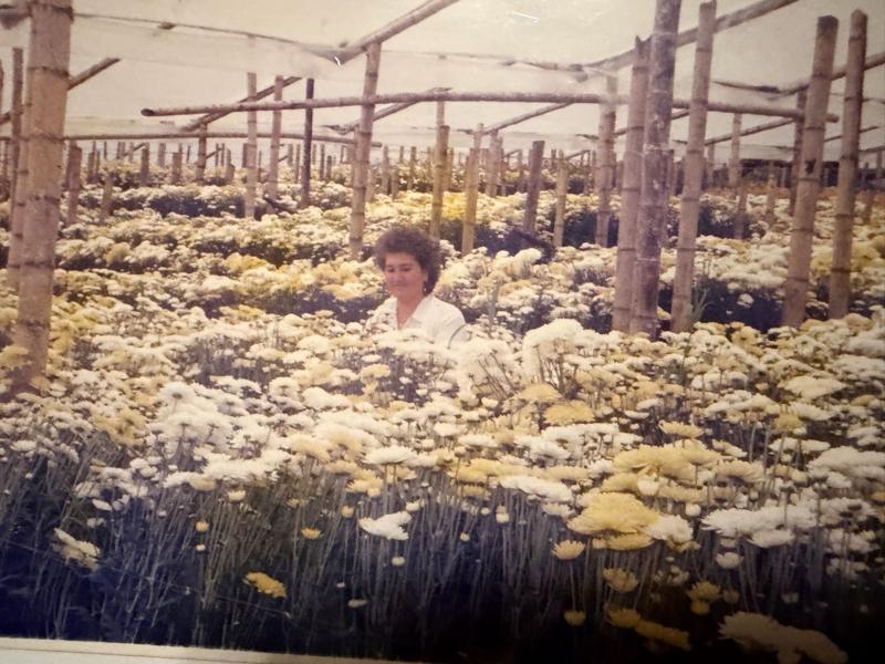 En el cultivo de pompones, en los primeros años
